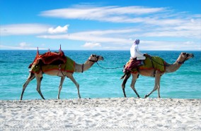 Camels on a Dubai Beach